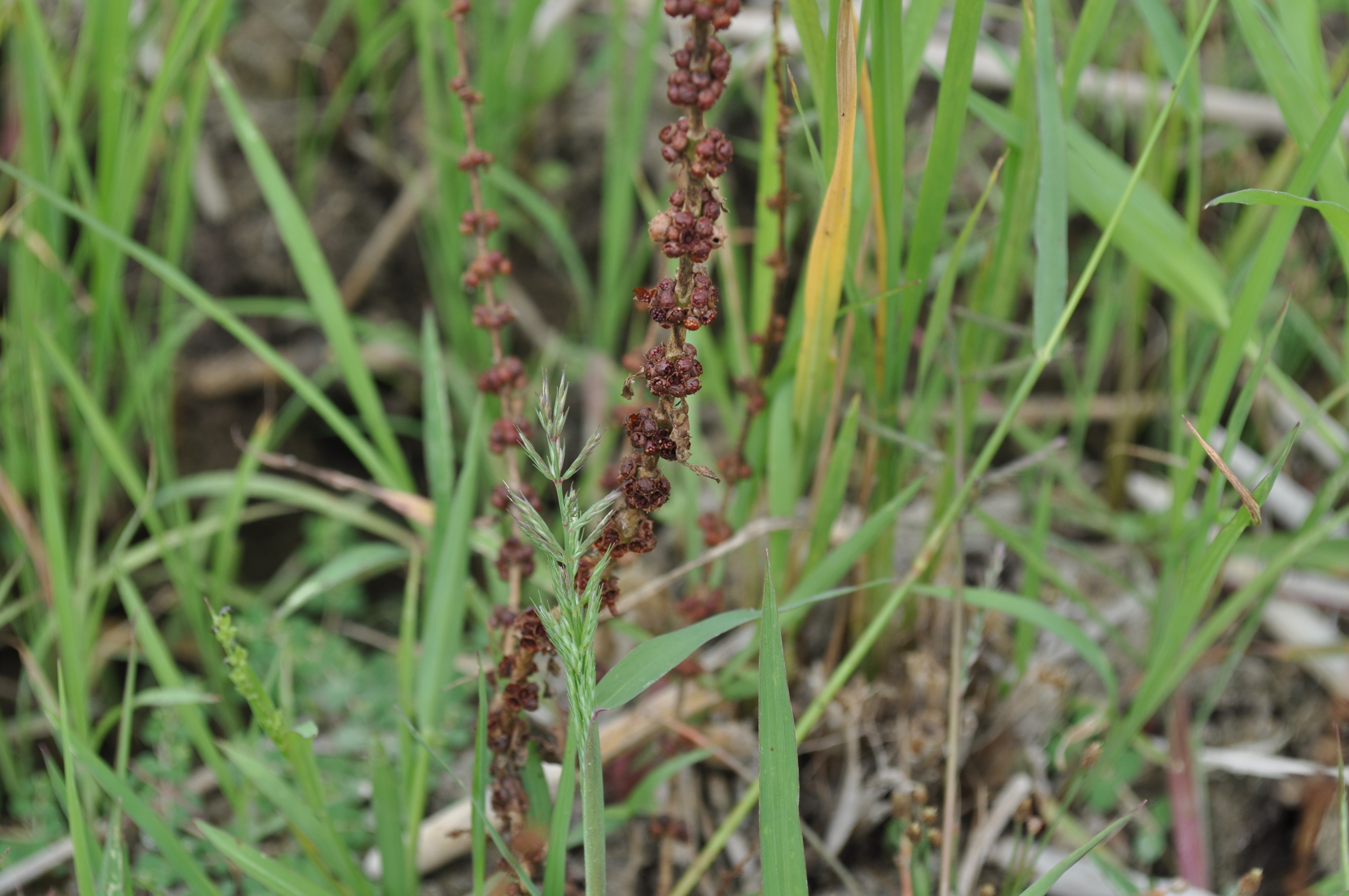 Ammania baccifera